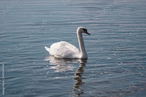 lonely white Swan  wild bird  Swan lake