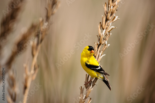 Canvas Print Goldfinch perched on seedheads in late spring at the Horicon National Wildlife R