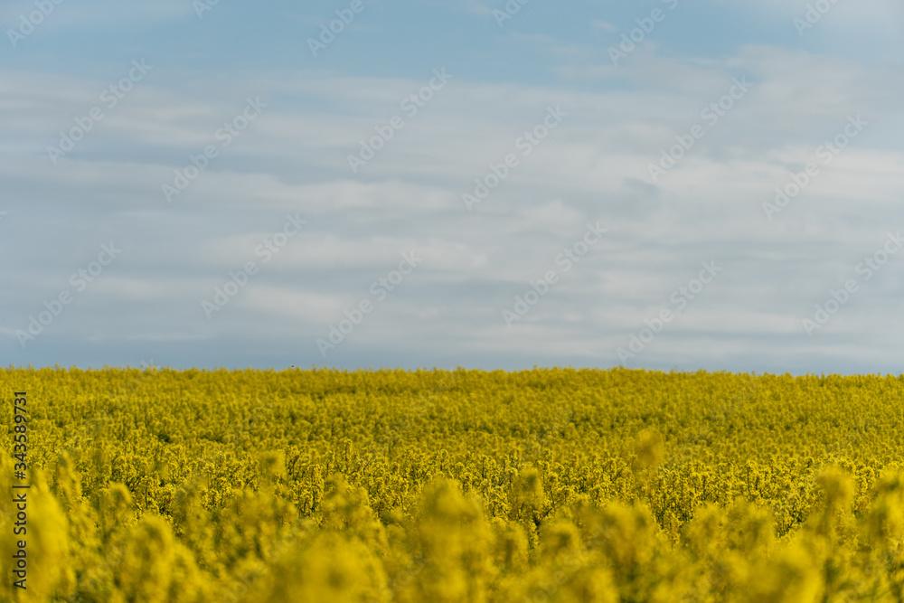 Bright yellow rapeseed field against the background of clouds and blue sky. Summer landscape for Wallpaper. Eco-friendly agriculture.