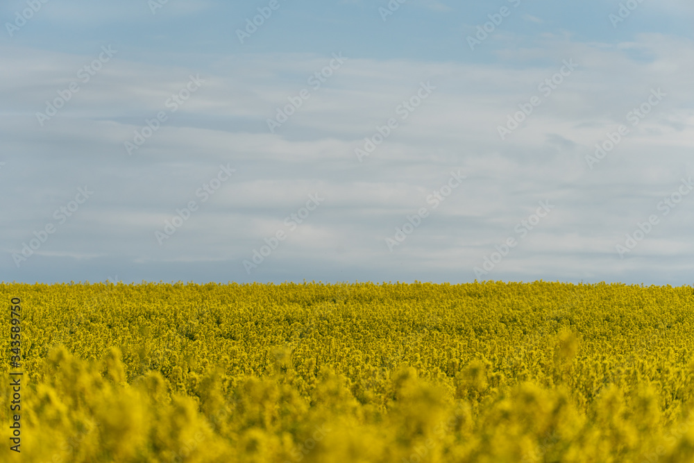 Bright yellow rapeseed field against the background of clouds and blue sky. Summer landscape for Wallpaper. Eco-friendly agriculture.