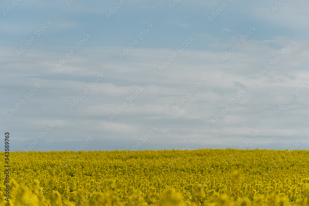 Bright yellow rapeseed field against the background of clouds and blue sky. Summer landscape for Wallpaper. Eco-friendly agriculture.