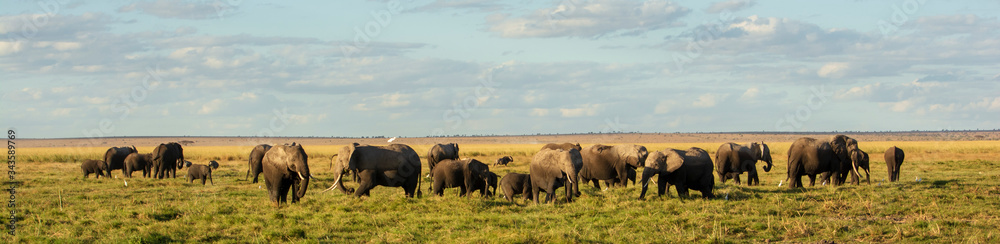MANADA DE ELEFANTES EN AMBOSELI MANADA DE ELEFANTES EN AMBOSELI