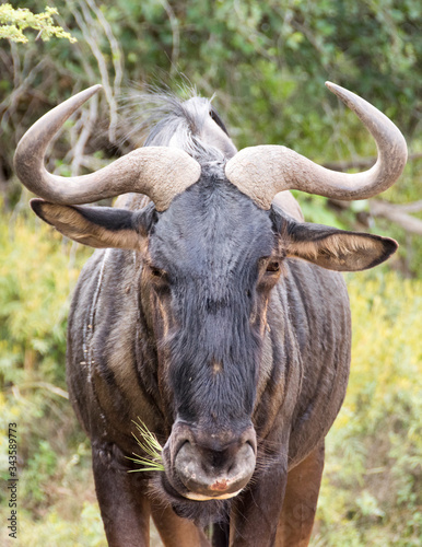 Fototapeta Naklejka Na Ścianę i Meble -  Portrait Blue Wildebeest, Pilanesberg National Park, South Africa