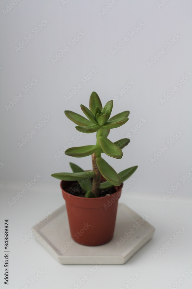 Succulents Succulents