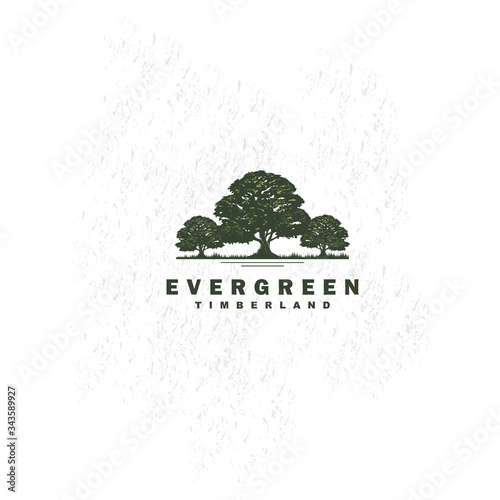 Rustic Retro Vintage pine, evergreen, fir, hemlock, spruce, conifer, cedar, coniferous, cypress, larch,trees logo design