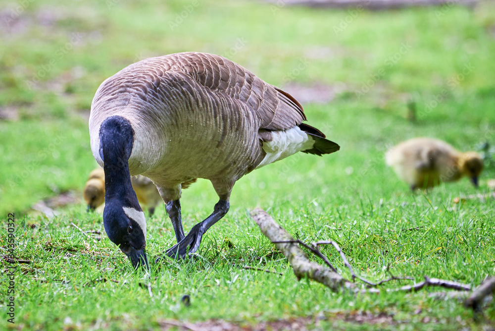 Canada Goose with goslings ( Branta Canadensis ), Teverener Heide Natural Park, Germany Canada Goose with goslings ( Branta Canadensis ), Teverener Heide Natural Park, Germany