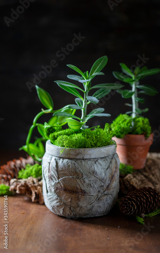 Indoor plant in a concrete pot on a dark background.