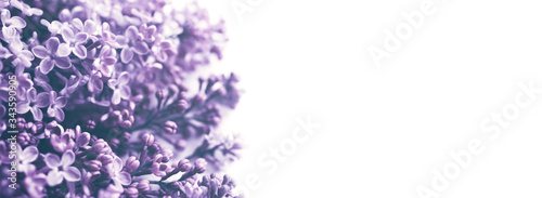 Lilac flowers closeup on white background  soft focus  vintage toned. Floral background 