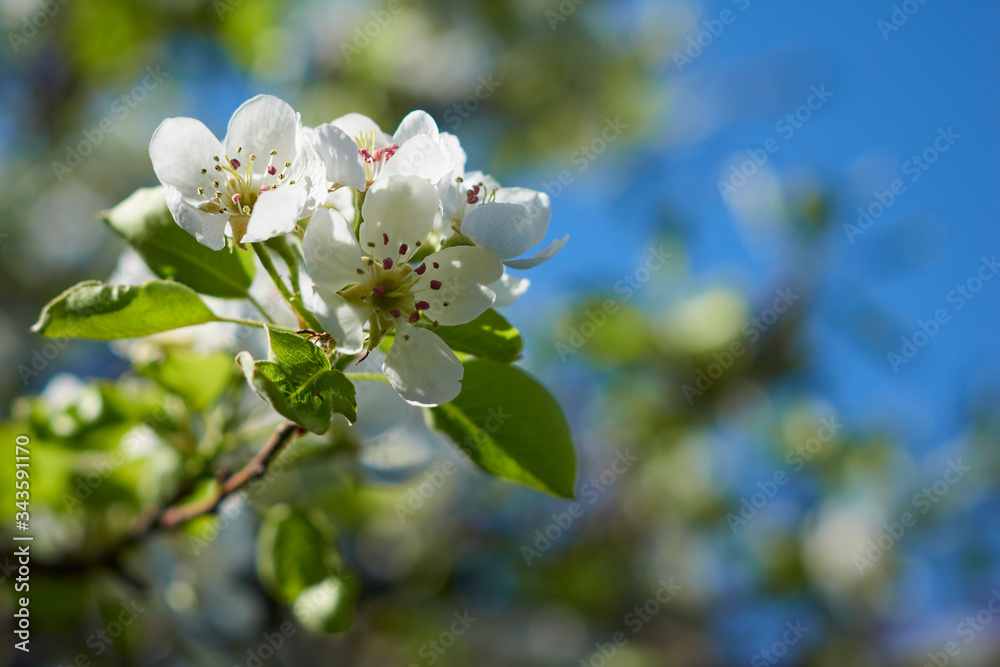 Fototapeta premium Wonderful pear blossoms, apple trees on the blue sky background