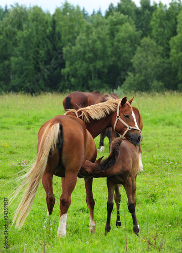 Horse herds in the meadow