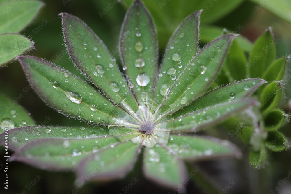 Lupinus Lupinus
