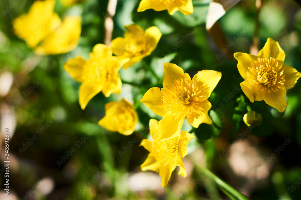 Flowers of marigold in a natural setting of wet meadows