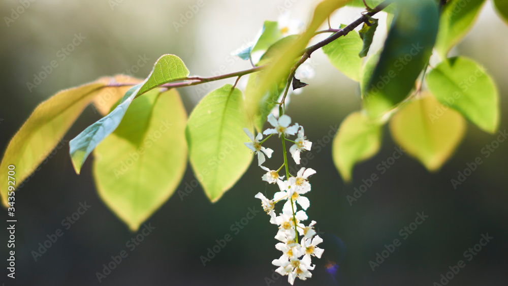 Beautifully flowered branches of wild lilac in the spring forest Beautifully flowered branches of wild lilac in the spring forest
