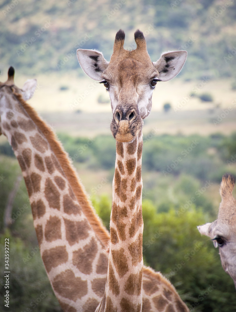 Fototapeta premium Giraffe looking towards camera and one in background, Pilanesberg National Park, South Africa