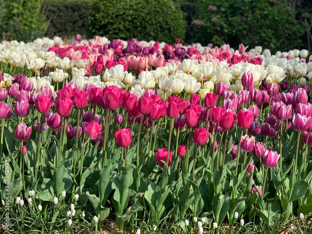 Pink and white tulips in the garden