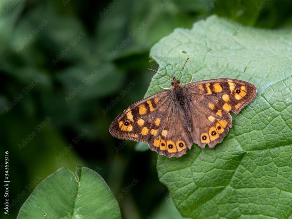 Mariposa Mariposa