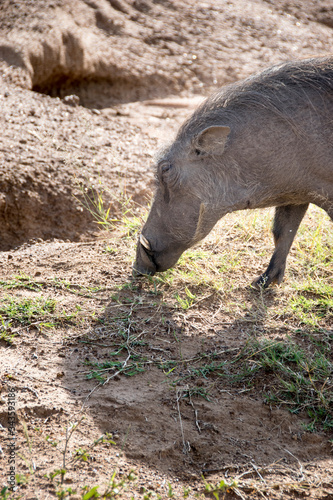 Warthog grazing in on grass growing through sand, Pilanesberg National Park, South Africa