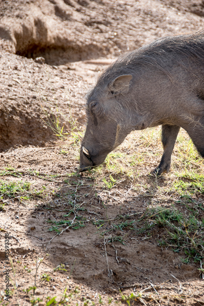 Warthog grazing in on grass growing through sand, Pilanesberg National Park, South Africa Warthog grazing in on grass growing through sand, Pilanesberg National Park, South Africa