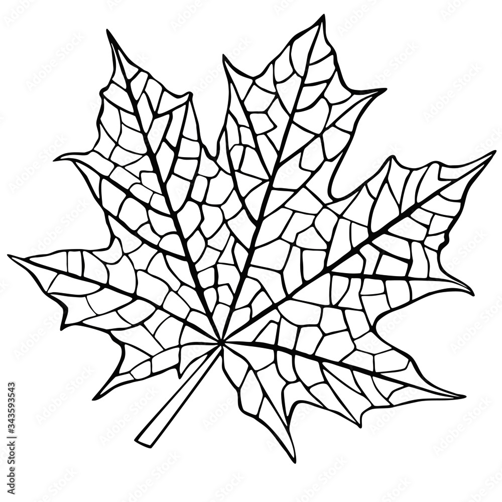 Ahornblatt in schwarz und weiß. Nur das Skelet sichtbar. Verwendbar als Grußkarte, Plakat, Logo oder Tattoo. Veränderbare Vektor Datei als Basis für ihre Arbeit- Ahornblatt in schwarz und weiß. Nur das Skelet sichtbar. Verwendbar als Grußkarte, Plakat, Logo oder Tattoo. Veränderbare Vektor Datei als Basis für ihre Arbeit-