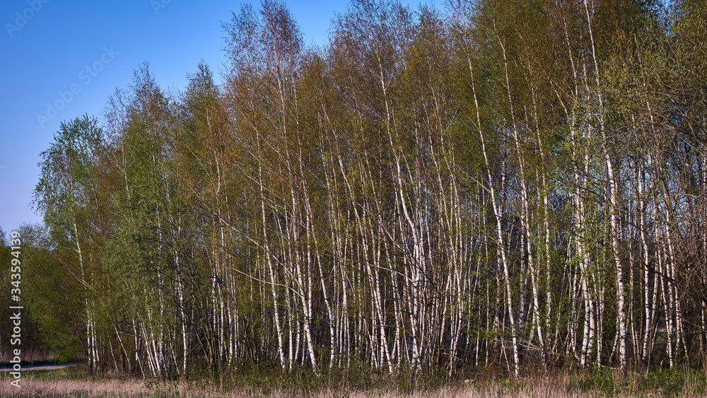 Spring birch forest in the rays of the setting sun
