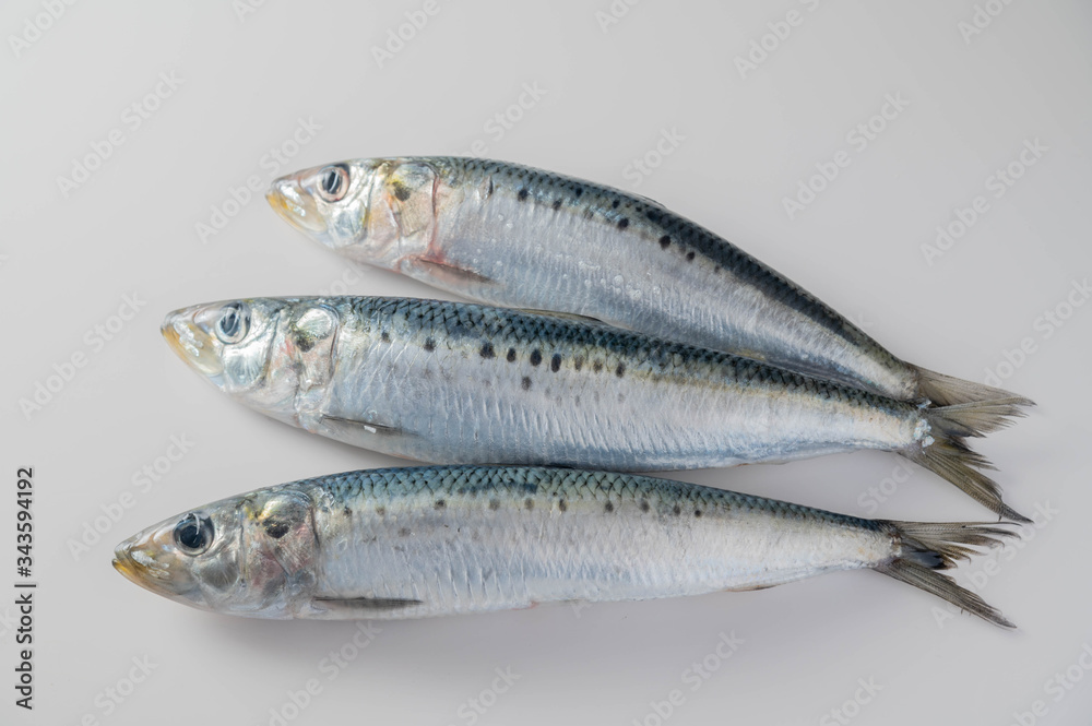 isolated fresh sardine on white background isolated fresh sardine on white background