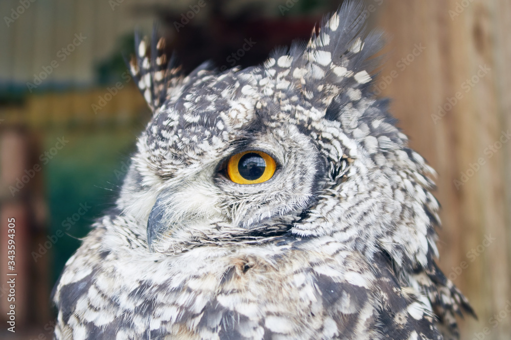 The great horned owl Bubo virginianus with large yellow eyes, also ...