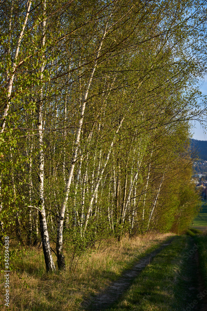 Fototapeta premium Spring birch forest in the rays of the setting sun