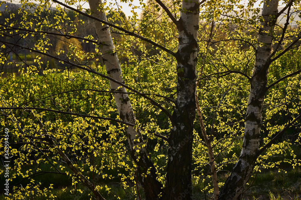 Fototapeta premium Beautifully transparent rays of the sun through birch leaves and branches