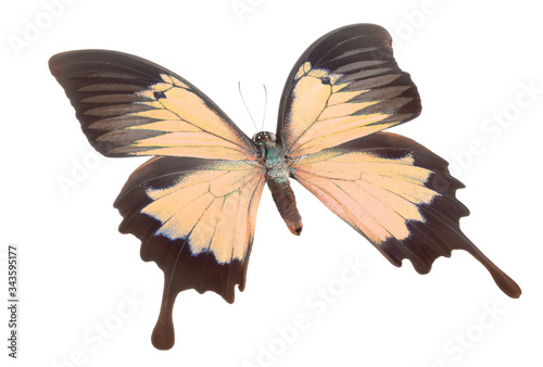 Morpho butterfly isolated on a white background