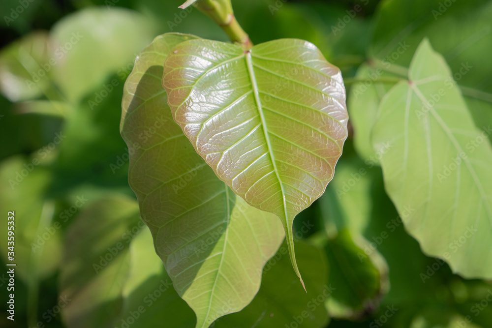 close up of a green leaf close up of a green leaf