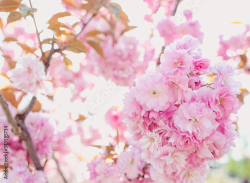 Amazing pink sakura tree in bloom in spring in sunny day