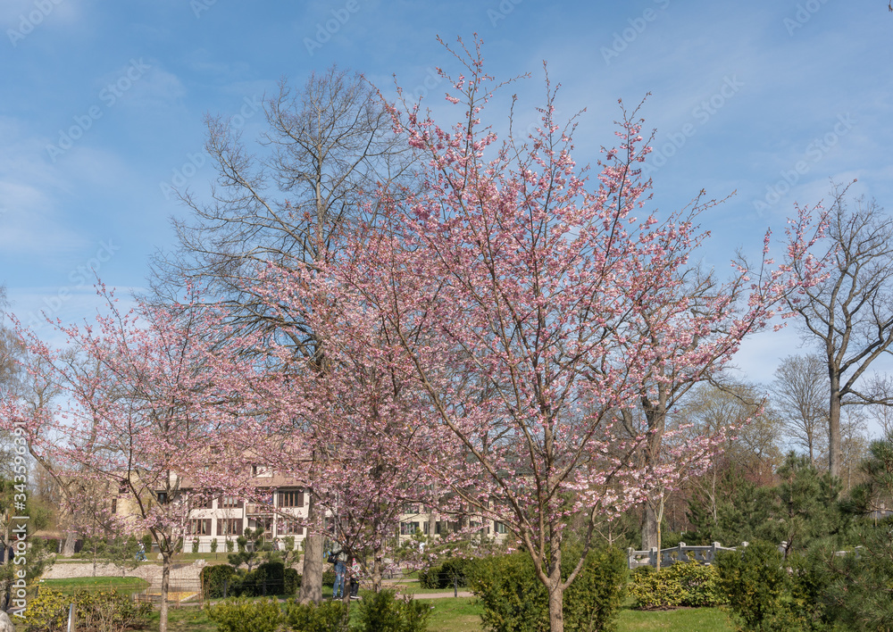 spring time cherry tree and blossoms spring time cherry tree and blossoms