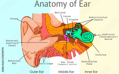 Ear anatomy, parts. Structure of outer, middle inner ear diagram. Eardrum, semicircular, bones, ossicles, and malleus incus stapes, tympanic cavity. Pieces light background. Draw Illustration Vector.