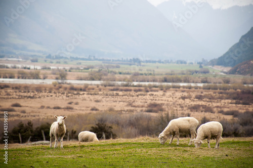 Sheep grazing on a farm near Queenstown