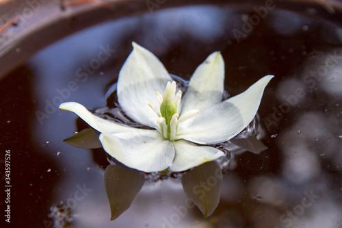 White flower floating on water surface