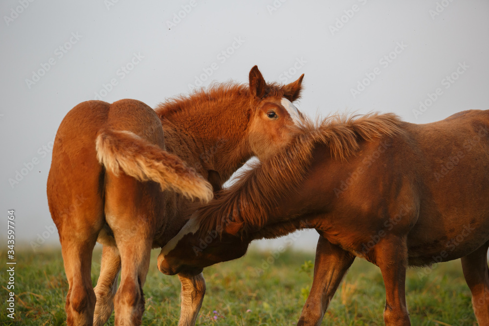 two heavy draft colts playing on a meadow two heavy draft colts playing on a meadow