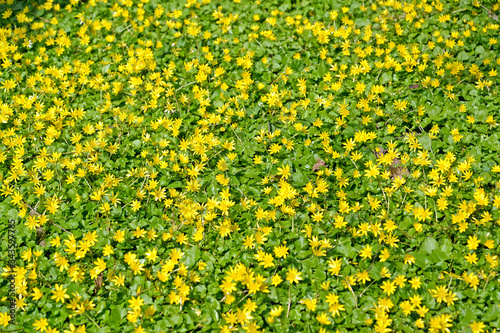 Thickets of spring buttercup (Ficaria verna). Background