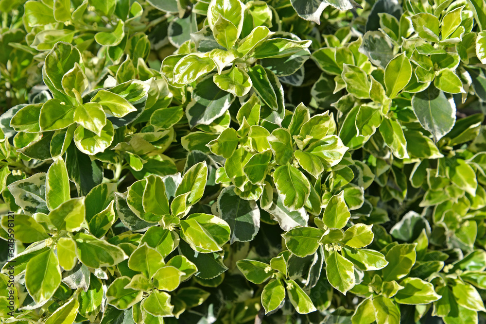 Shoots with the birch leaves of Japanese (Euonymus japonicus Thunb.). Background Shoots with the birch leaves of Japanese (Euonymus japonicus Thunb.). Background