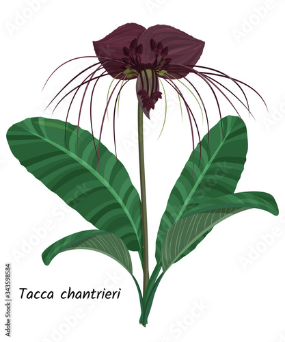 Dark purple Tacca flower. Tropical exotic plant isolated on white background. photo