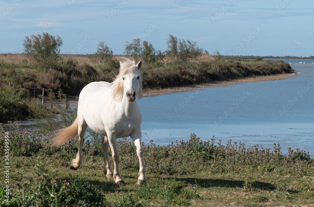 A herd of mare of white horses of Camargue are playing in the pond A herd of mare of white horses of Camargue are playing in the pond