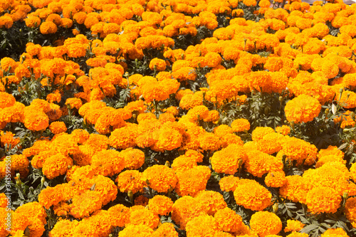 Marigolds Cempasuchil © Oculo