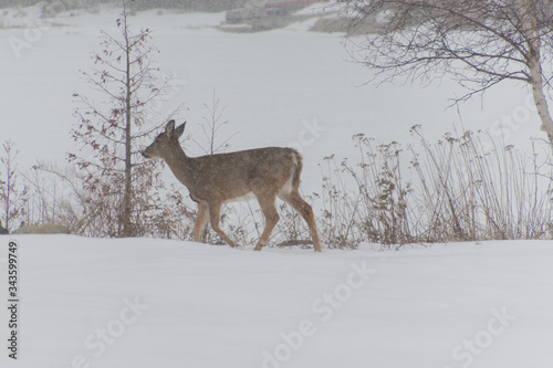 White tailed Deer out in snow walking in a snowstorm