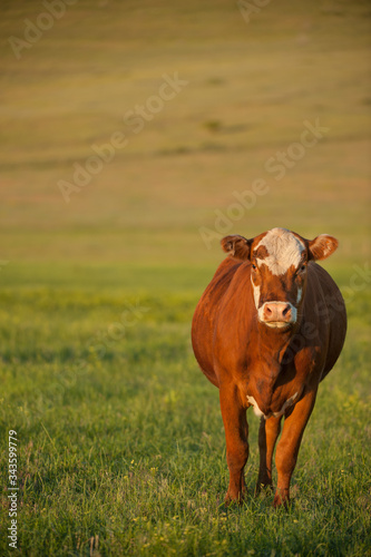 brown and white beef cow in pasture on cattle ranch in rural Montana USA vertical format room for type 