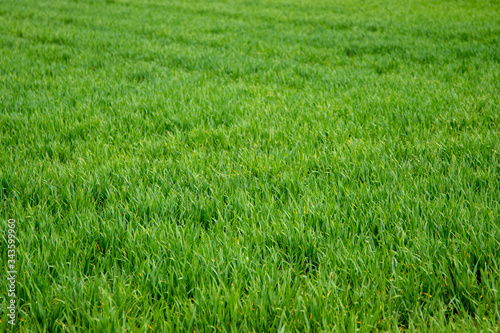 green young wheat plants as background