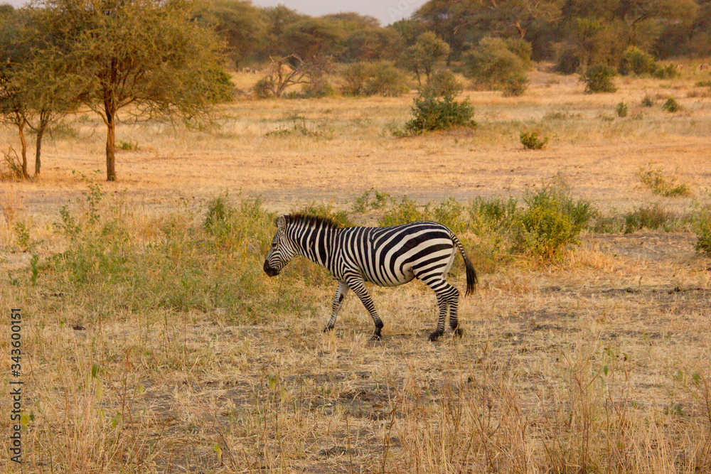 Obraz premium Zebra walking around in the dry african savannah