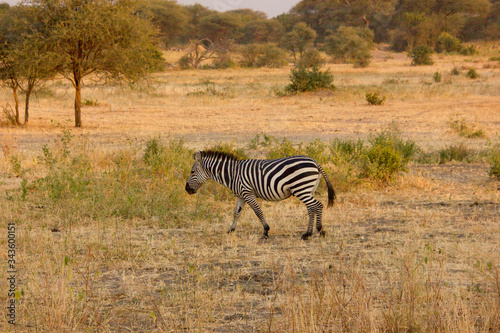 Zebra walking around in the dry african savannah
