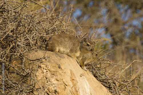 Two rock hyrax enjoying the sun on a rock photo