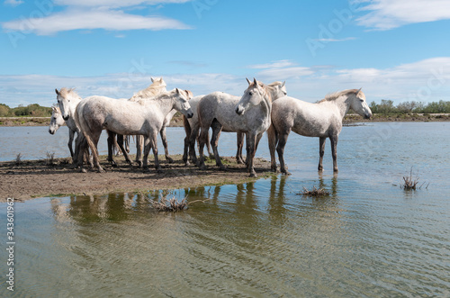 Fototapeta Naklejka Na Ścianę i Meble -  A herd of mare of white horses of Camargue are playing in the pond