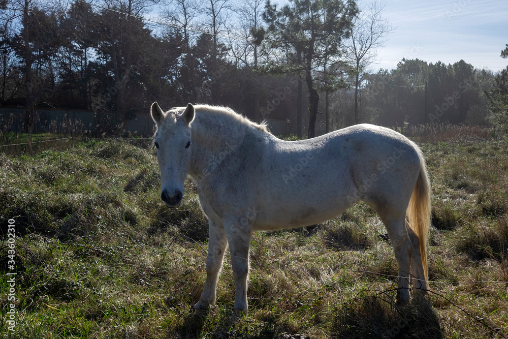 Fototapeta premium biały koń w polu