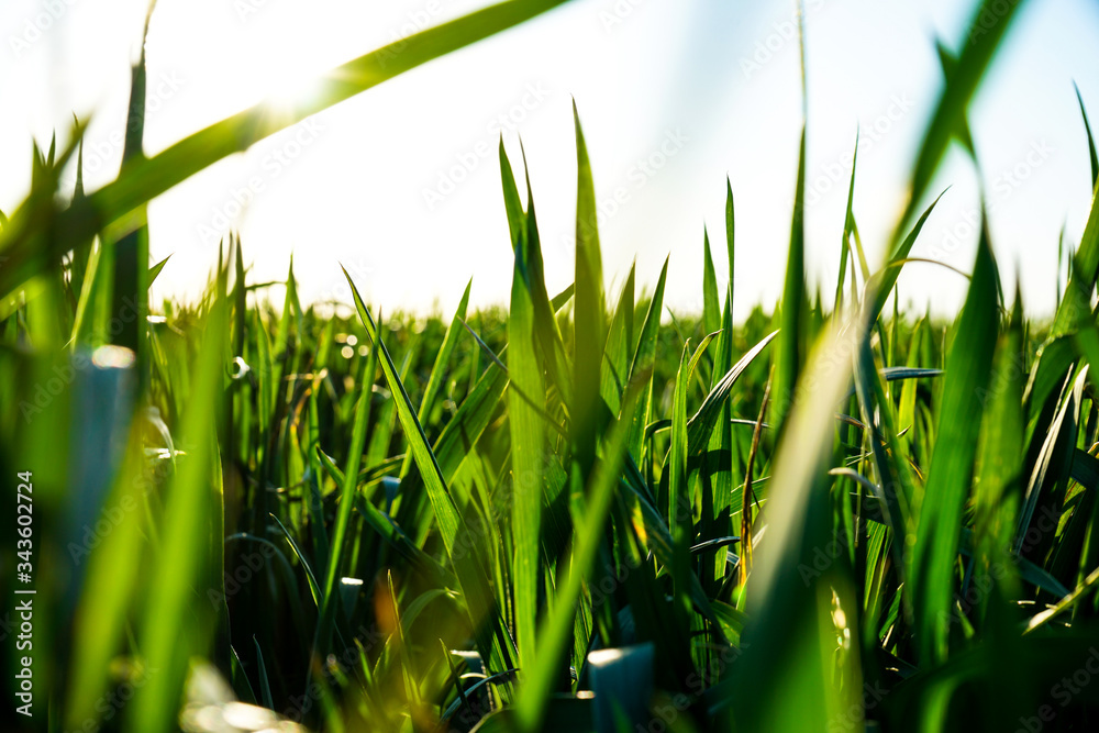 Obraz premium Green wheat field and blue sky, close-up.